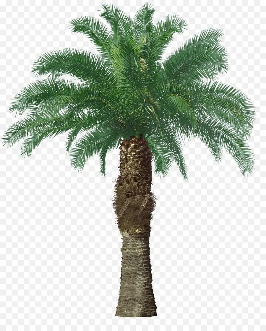 O óleo De Palma，árvore PNG