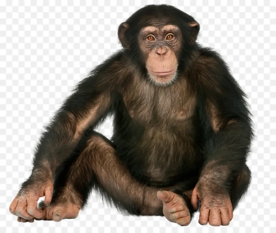 Gorila，Macaco PNG