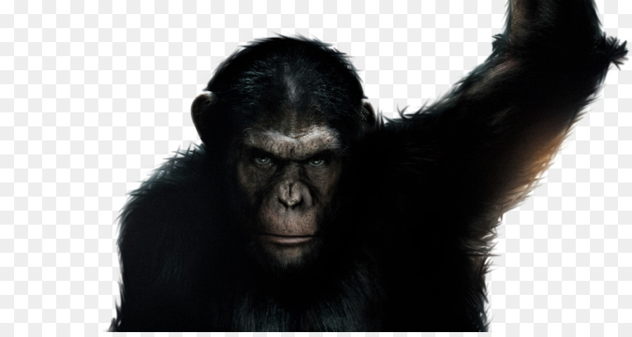 Chimpanzé，Gorila Ocidental PNG