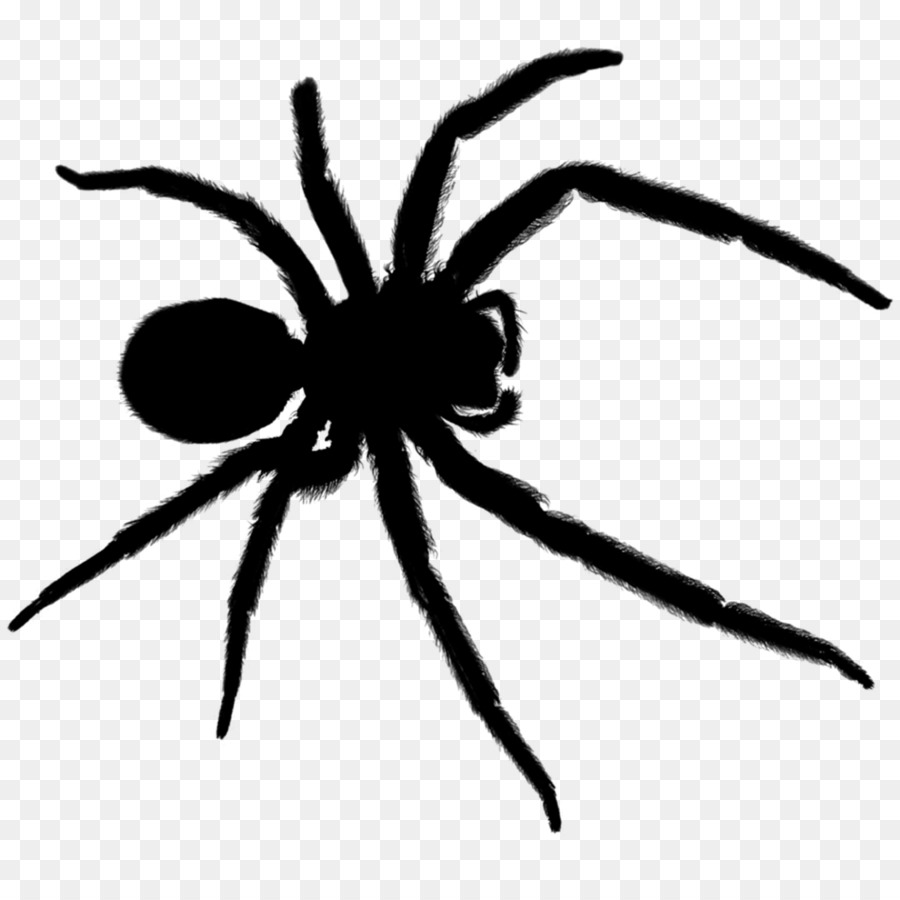 Aranha，Aracnídeo PNG