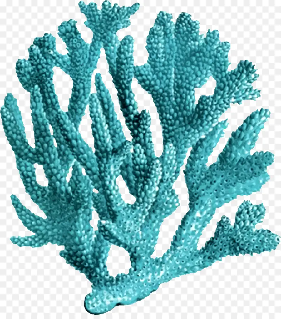 Coral，Precioso Coral PNG