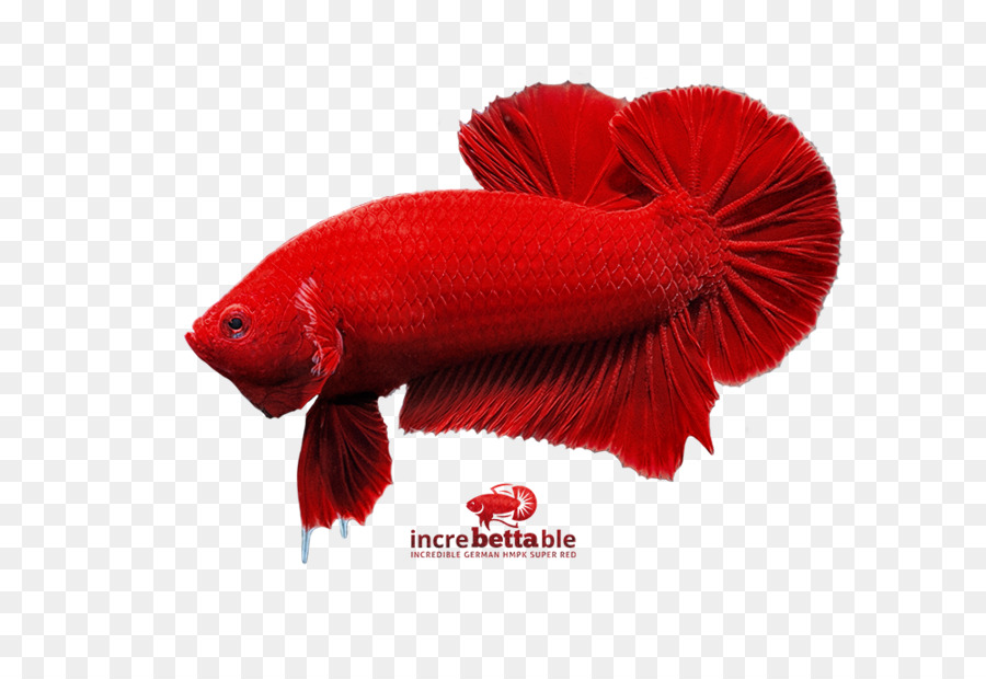 Peixe，Redm PNG