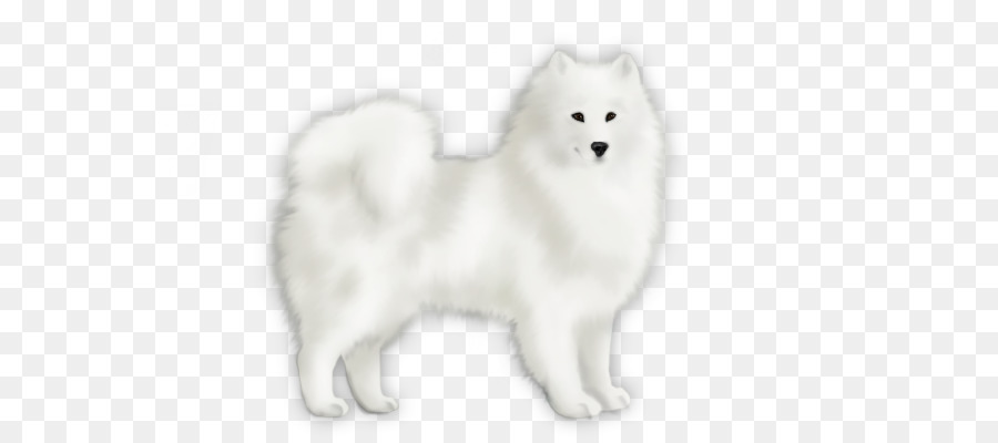 Spitz Japonês，American Eskimo Cão PNG