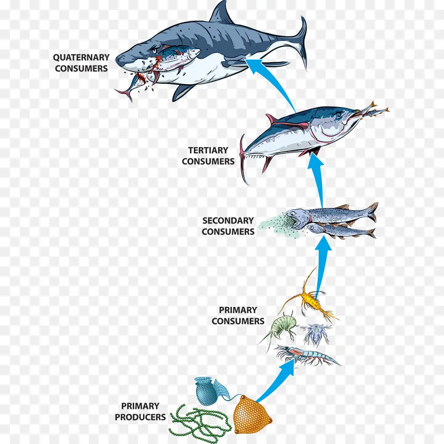 Cadeia Alimentar Marinha，Oceano PNG