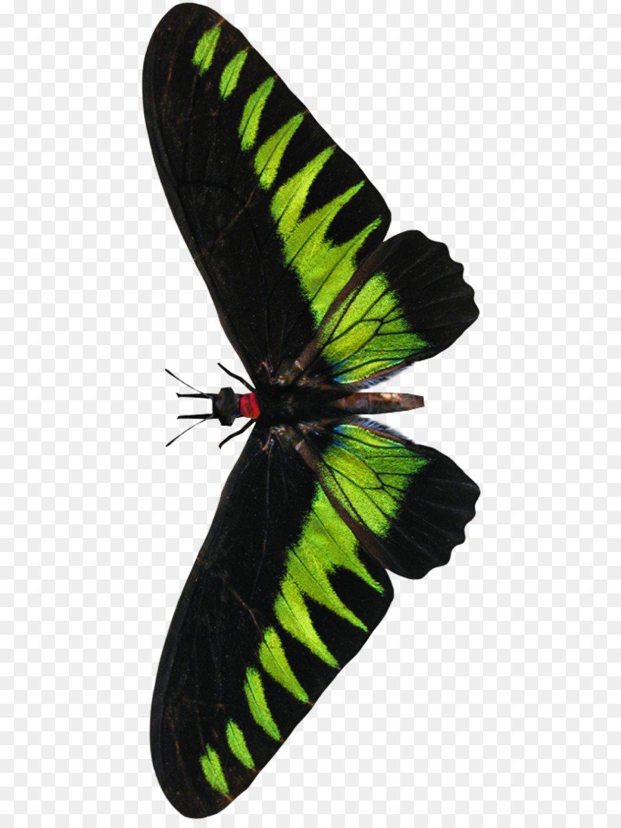 Birdwing De Rajah Brooke，Inseto PNG