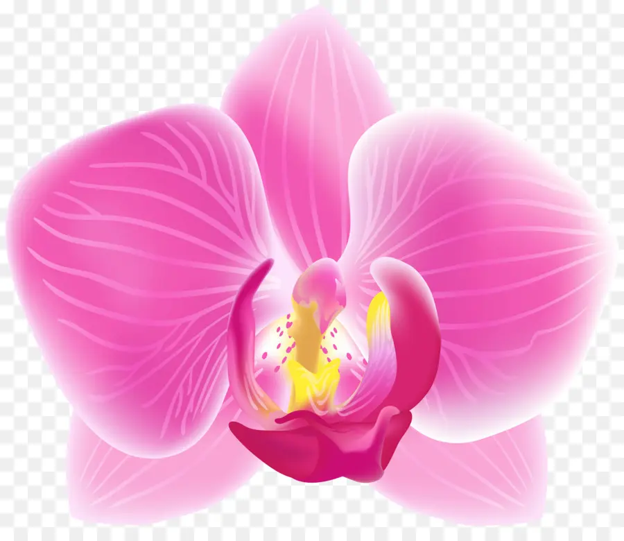 Orquídea Roxa，Florescer PNG