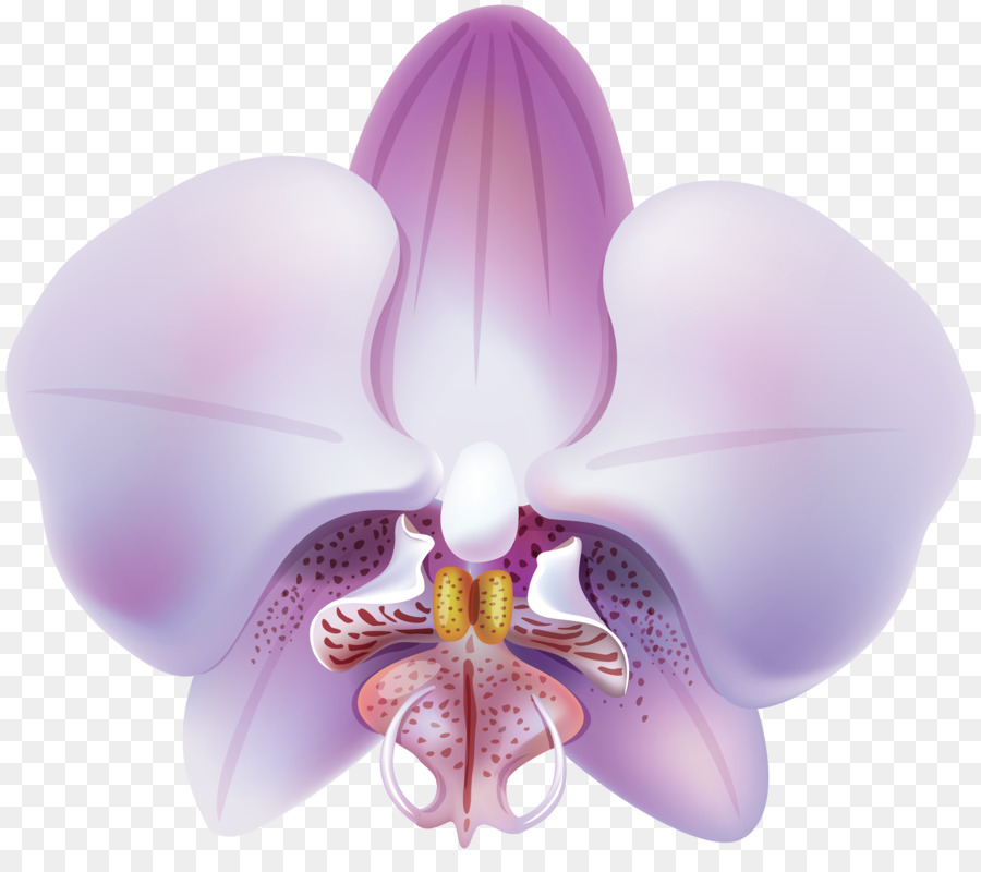 Orquídea Roxa，Roxo PNG