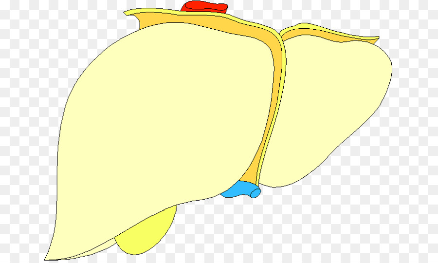 Fígado，Anatomia PNG