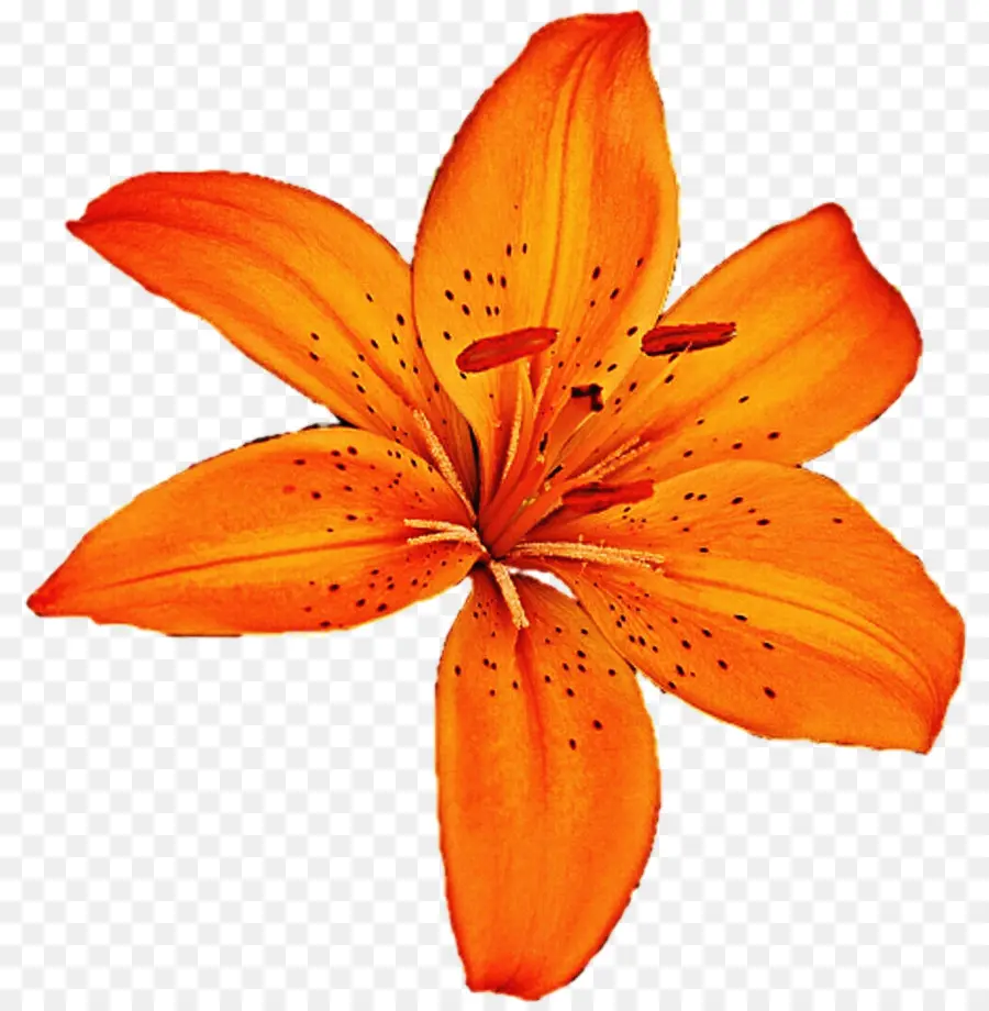 Tiger Lily，Lírio Laranja PNG