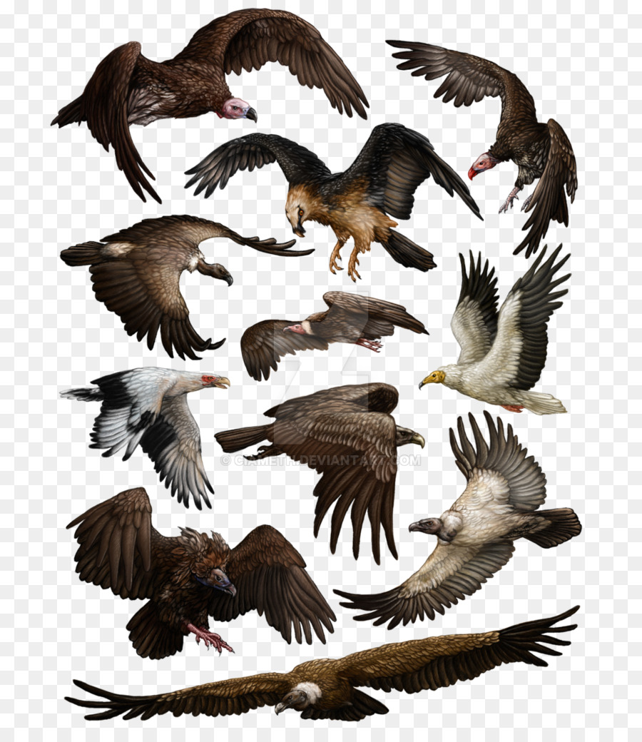 Urubu，Aves PNG