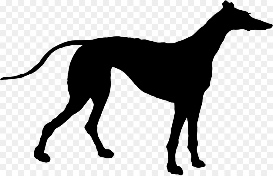 Italian Greyhound，Greyhound PNG
