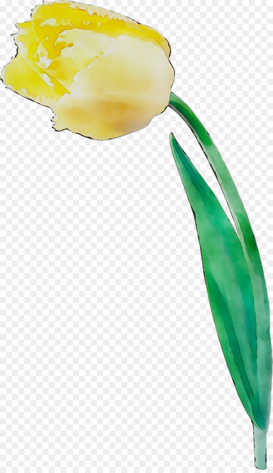 Tulipa Branca，Tulipa PNG