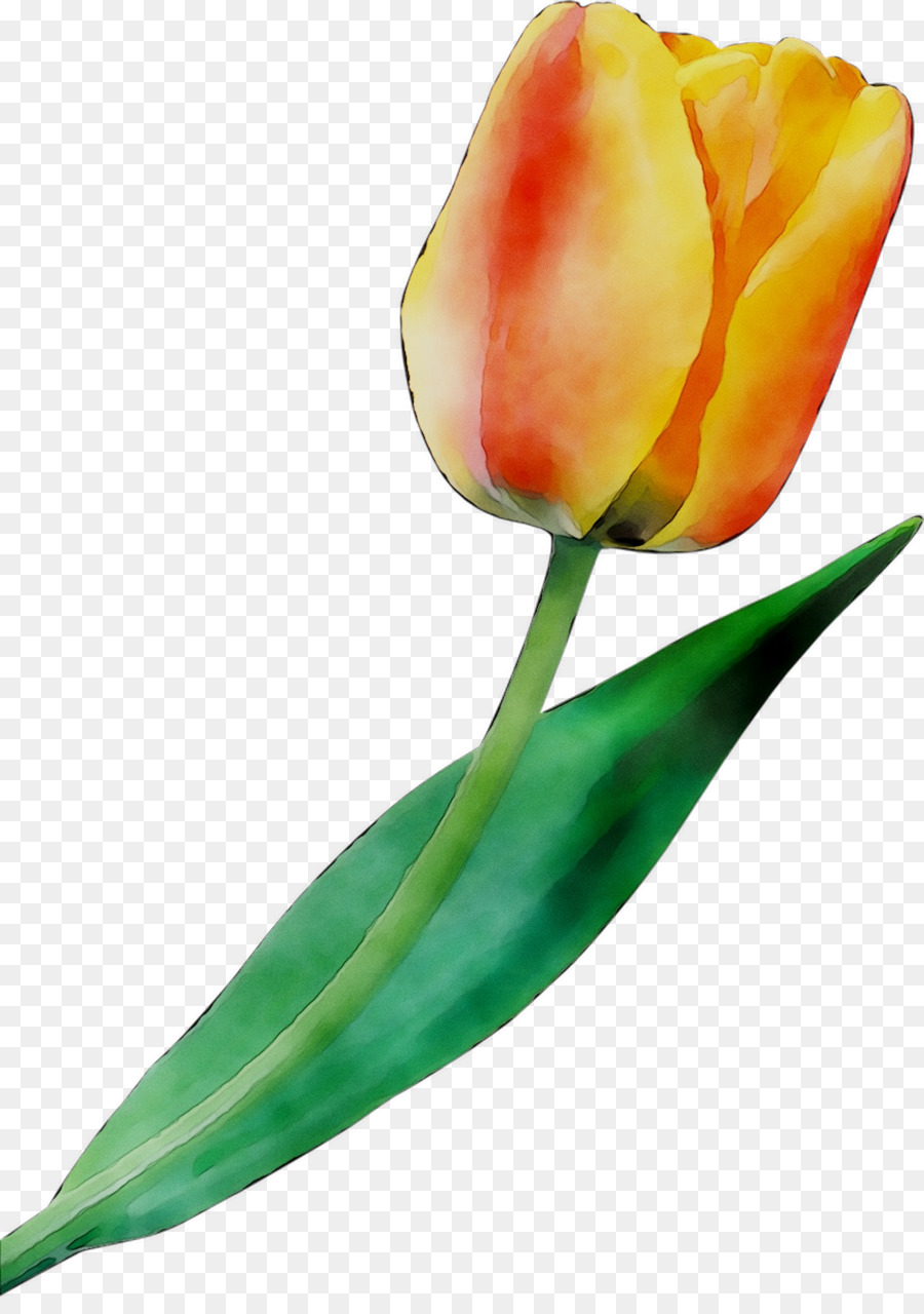 Tulipa，Plantar PNG