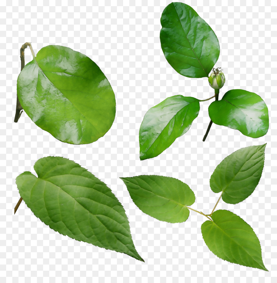 Folha，Herbalism PNG