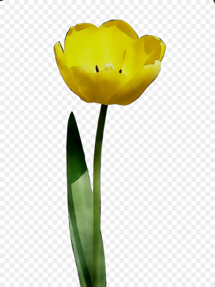 Tulipa Amarela，Florescer PNG