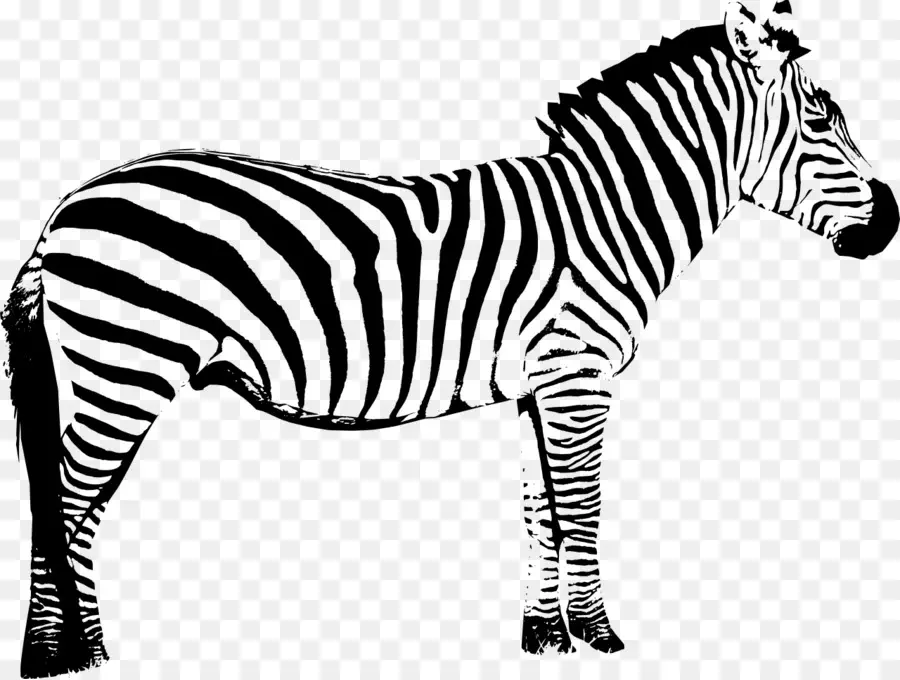 Zebra，Silhueta PNG