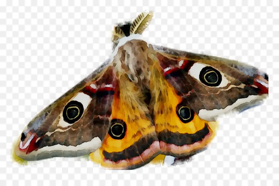 Traça，Borboleta PNG