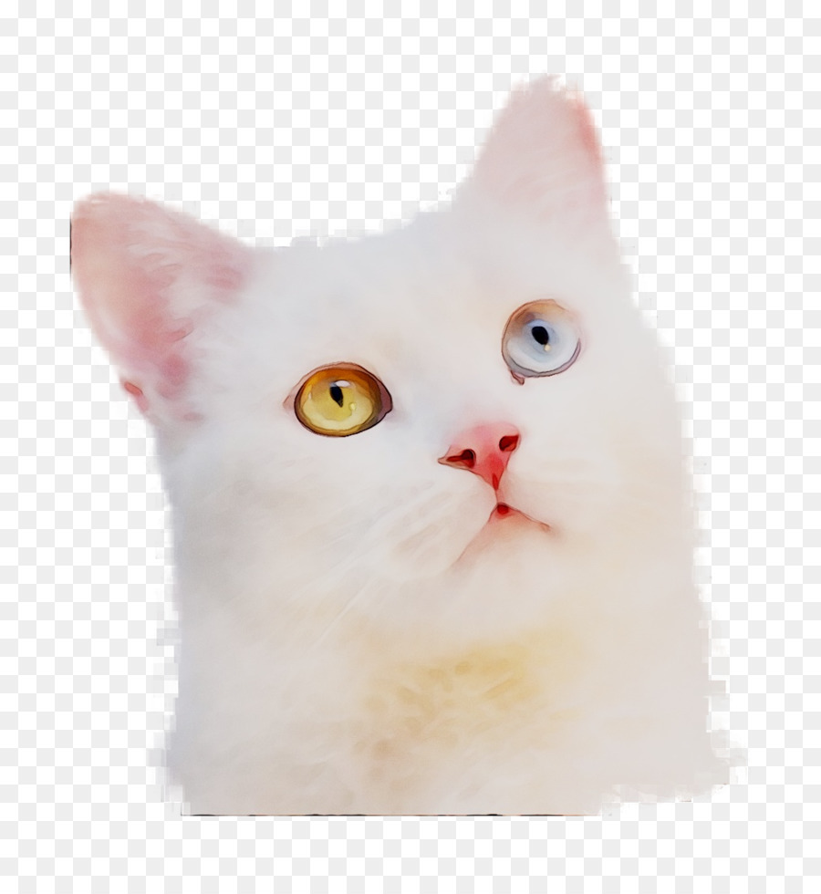 Gato Branco，Pelagem PNG