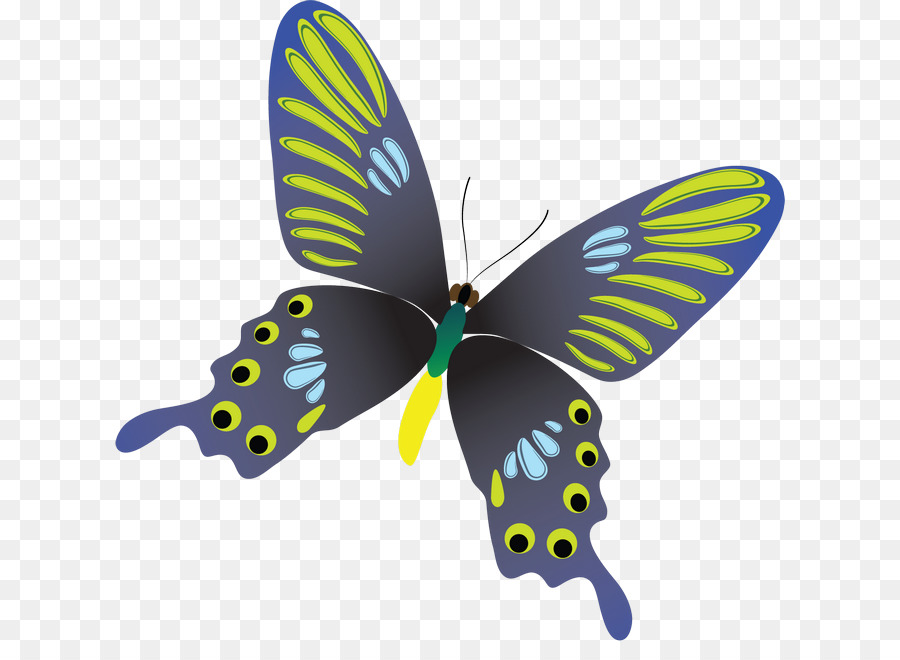 Borboleta，Download PNG