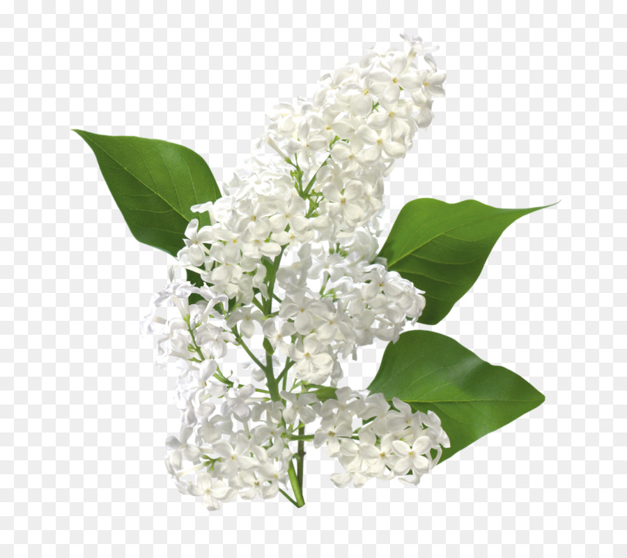 Flores Brancas，Florescer PNG