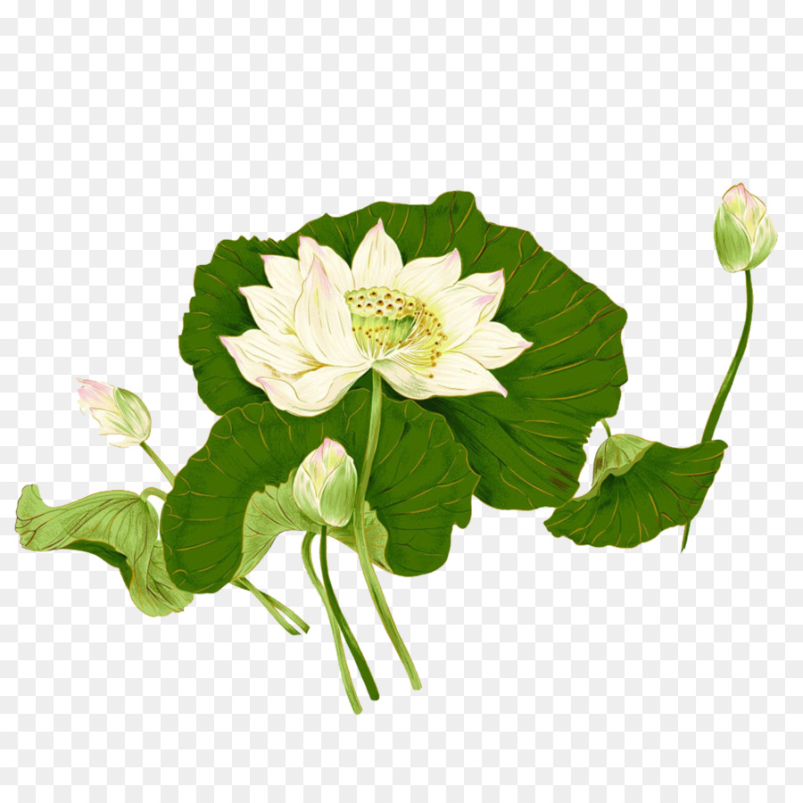 Ilustra O De Flor De Lótus，Lótus PNG