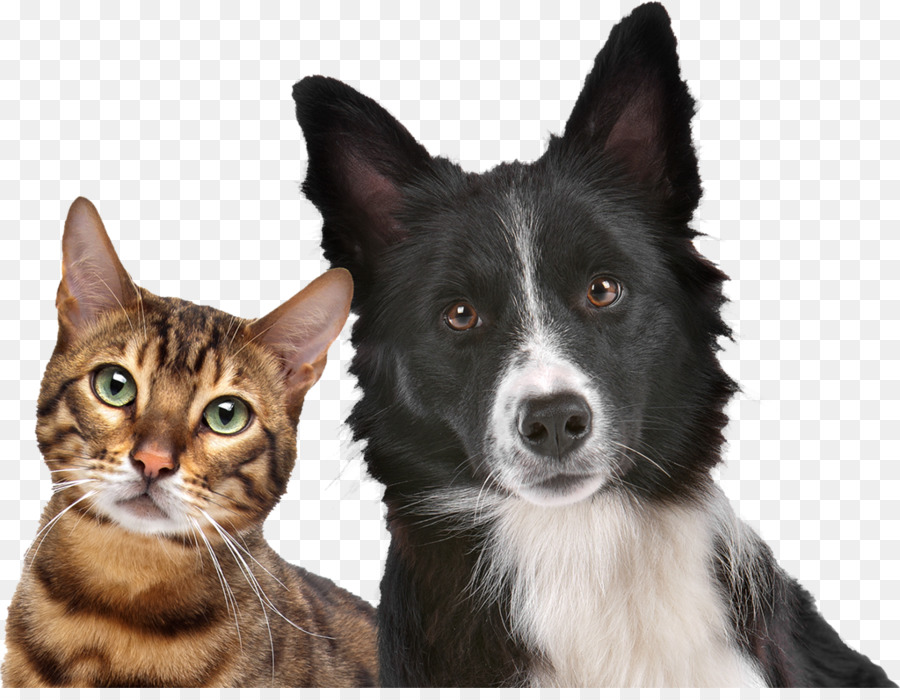 Gato E Cachorro，Animais De Estimação PNG