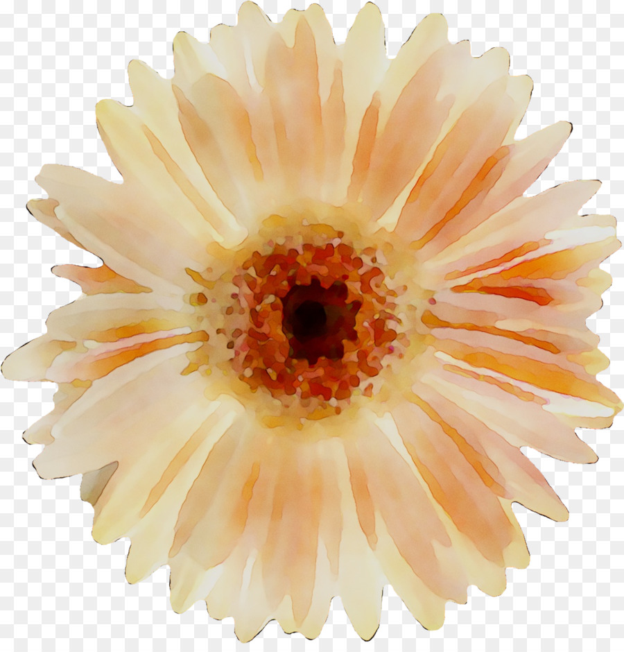 Flor，Florescer PNG