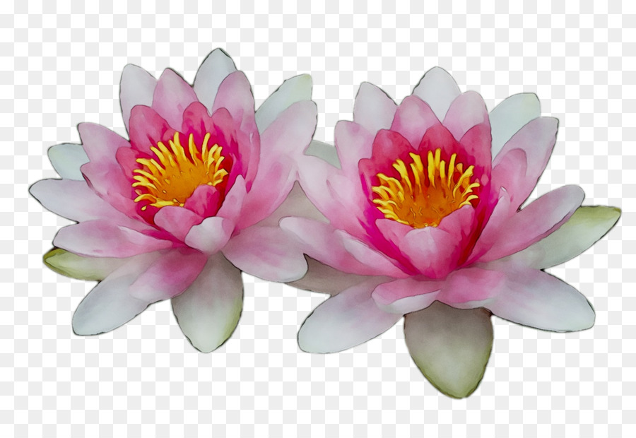 Flor Rosa，Flor PNG