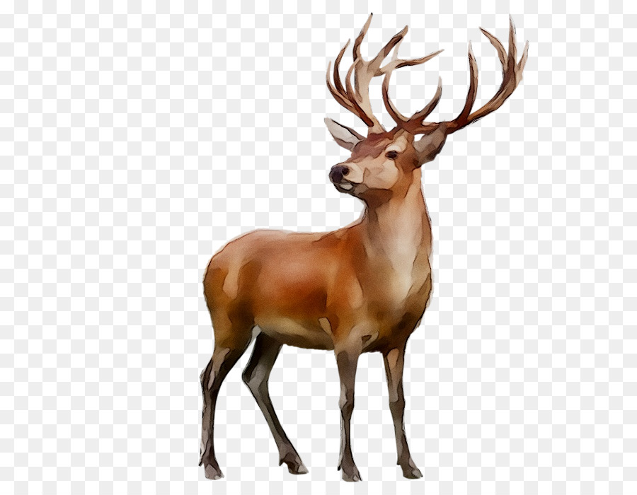 Red Deer，Elk PNG