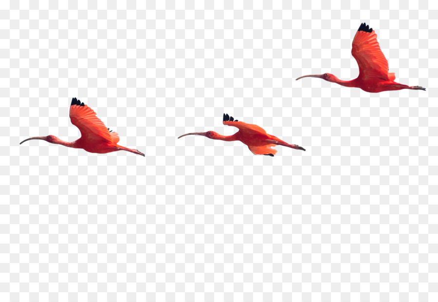 Bico，Aves PNG