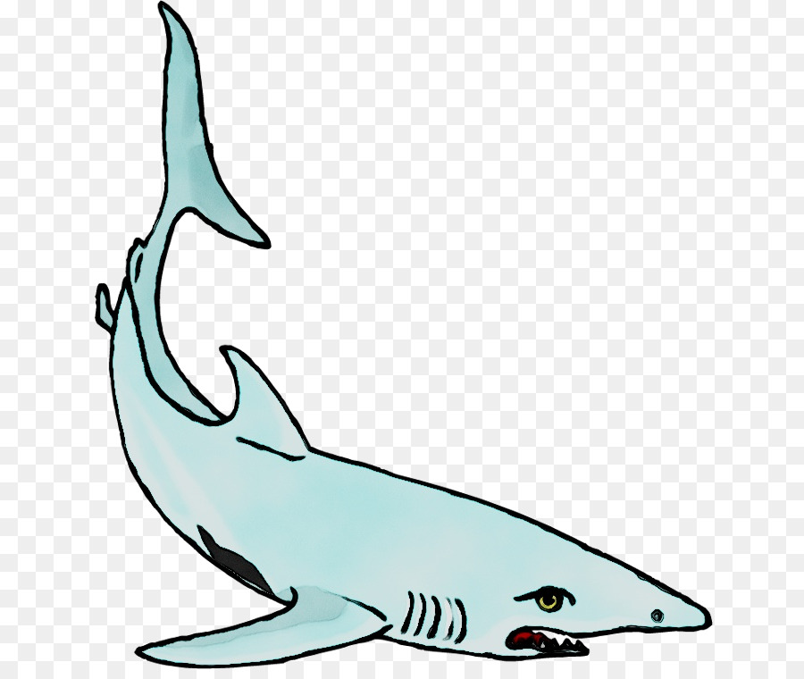 Tucuxi，Squaliform Tubarões PNG