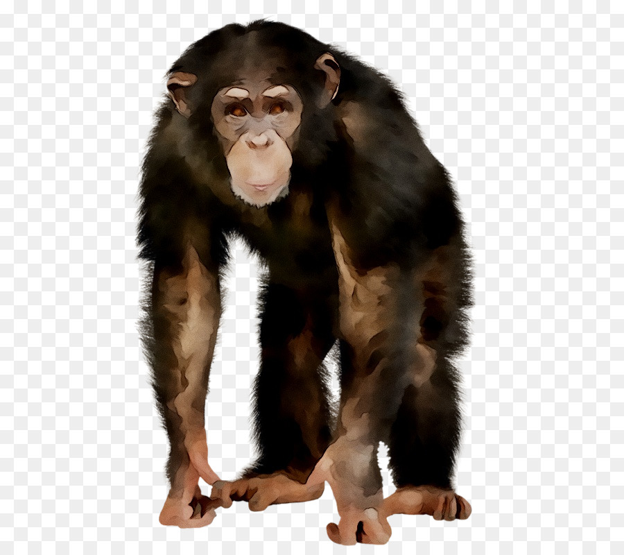 Chimpanzé，De Primatas PNG