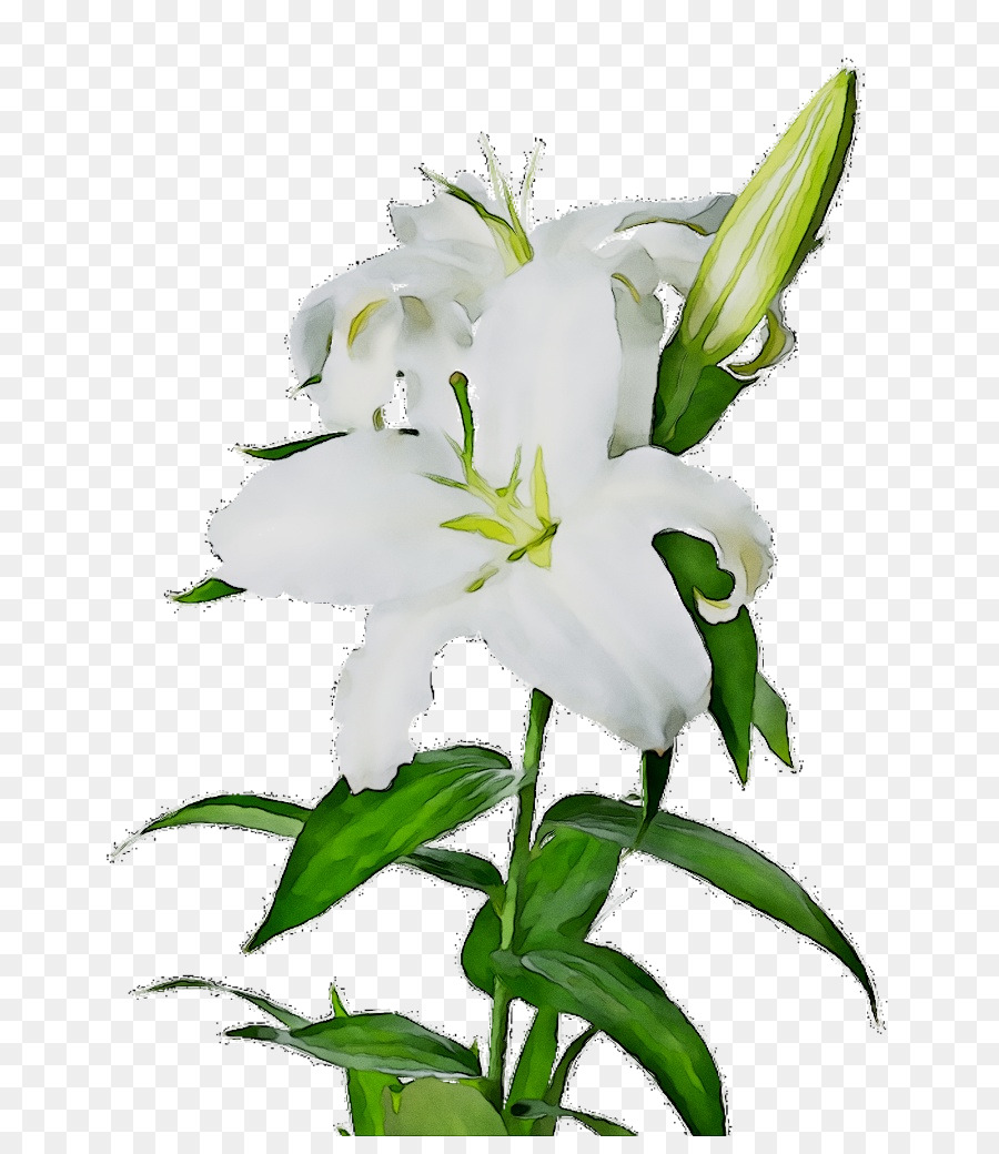 Lírio Branco，Flor PNG