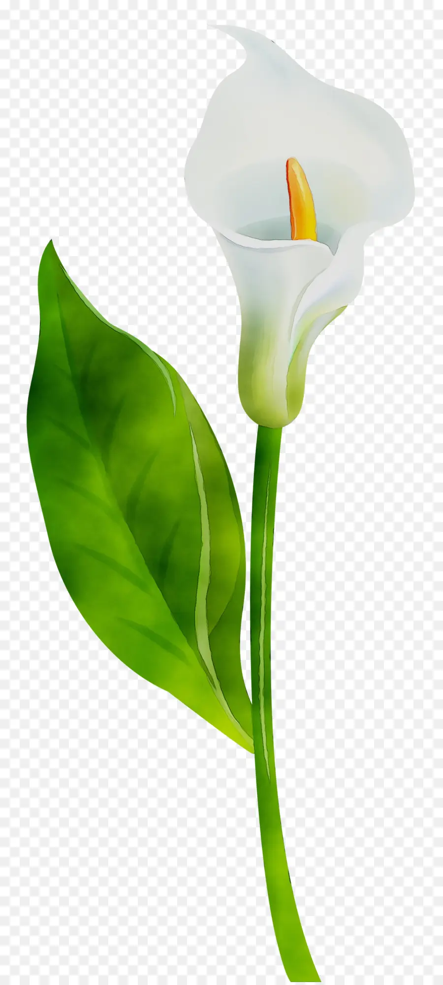 Lírio Branco，Natureza PNG