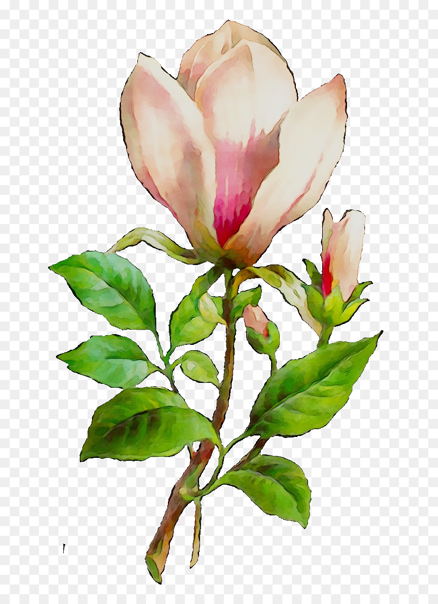 Magnolia Mercado，Flores De Corte PNG