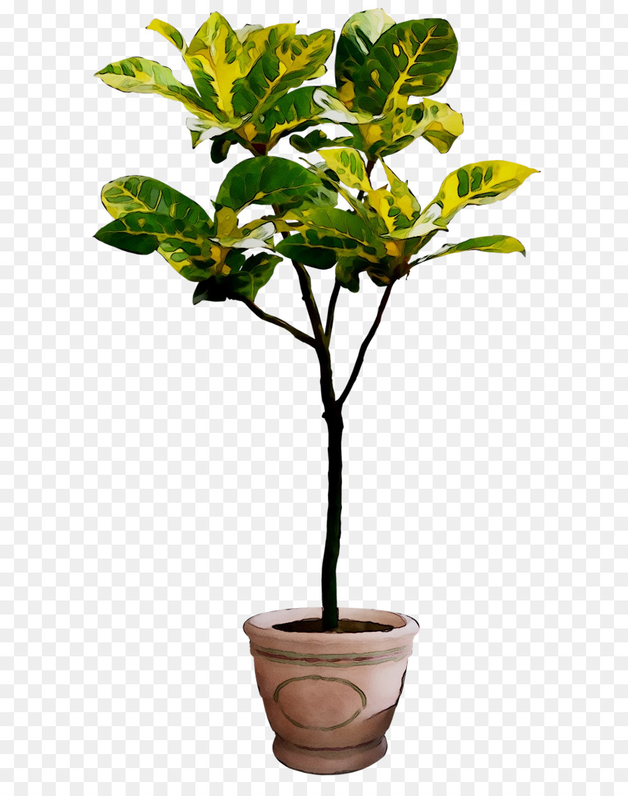 Plantar，Vaso PNG