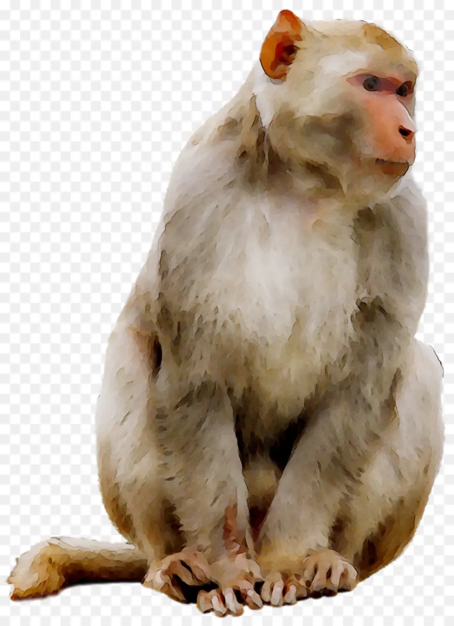 Macaco，Primata PNG