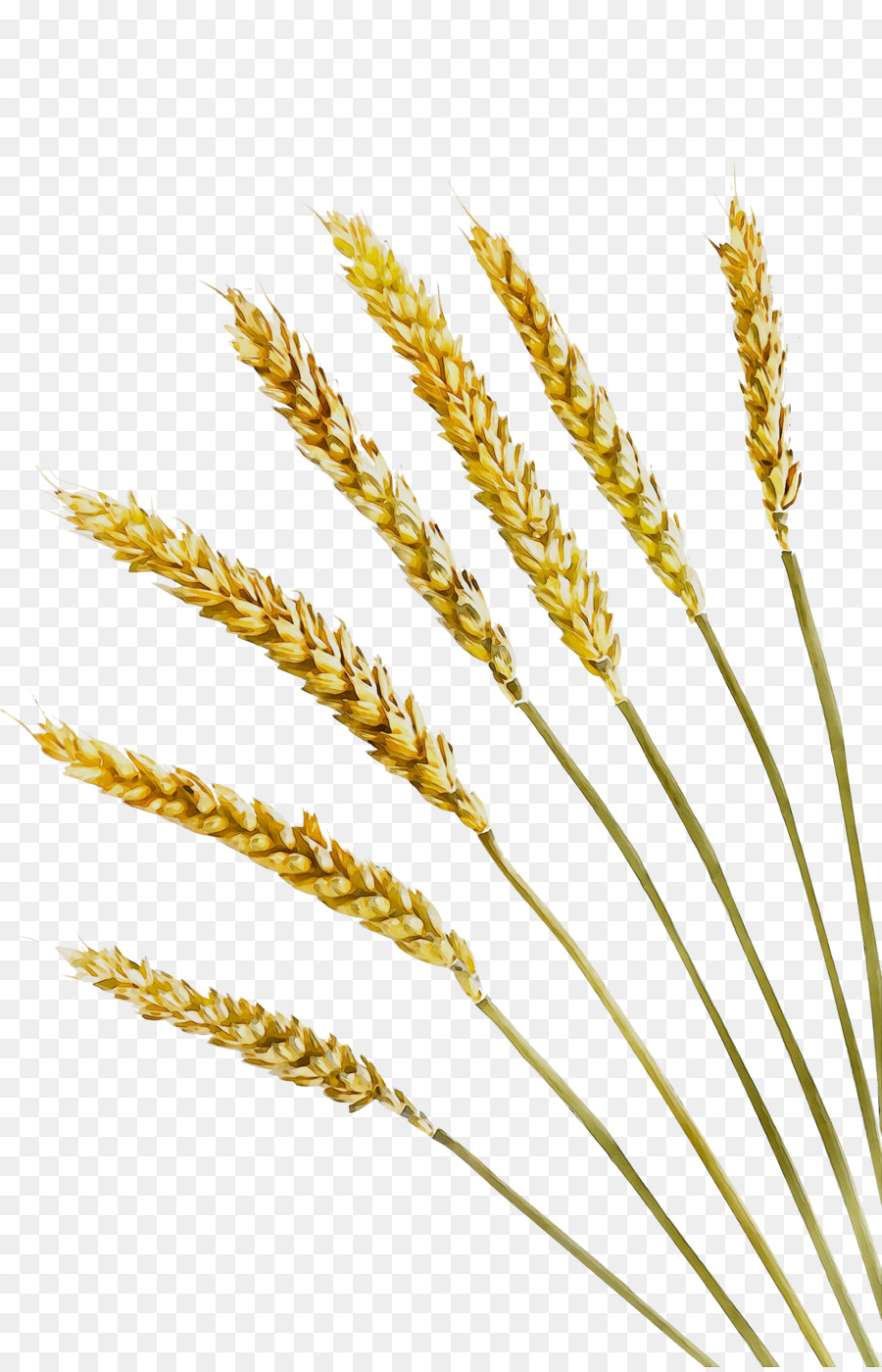 Planta De Arroz，Grãos PNG