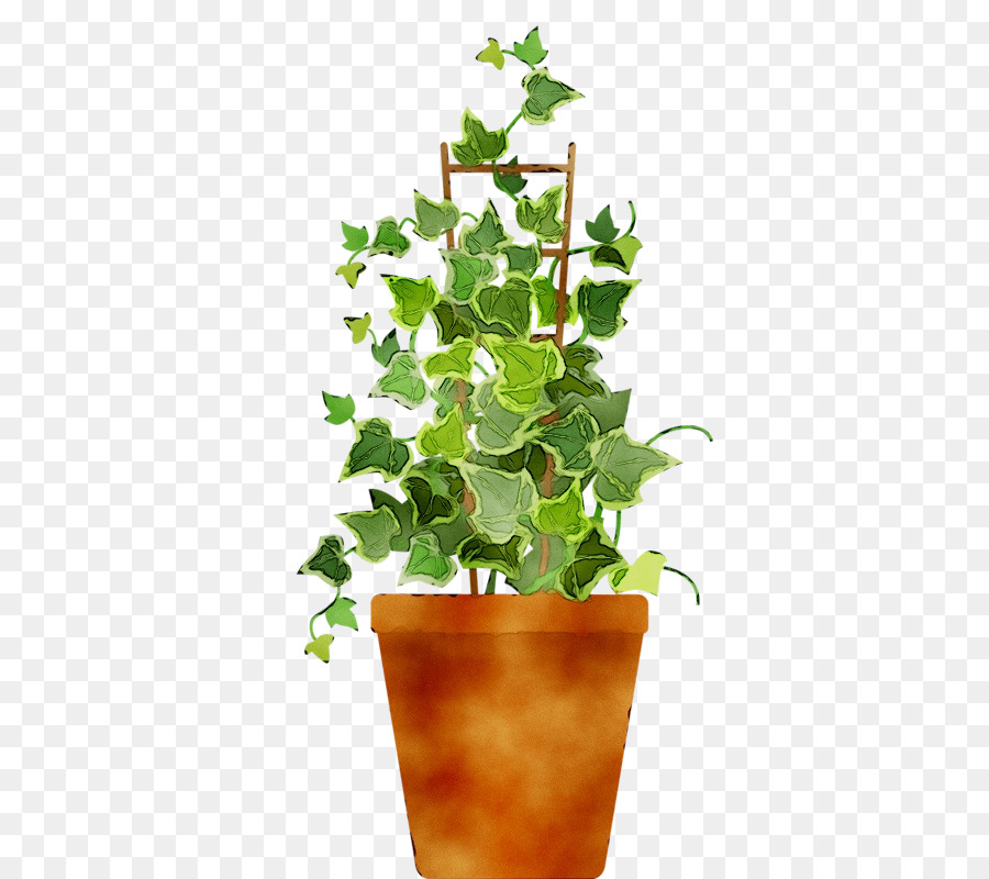 Planta Em Vaso，Hera PNG