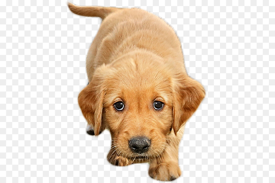 Golden Retriever，Filhote De Cachorro PNG