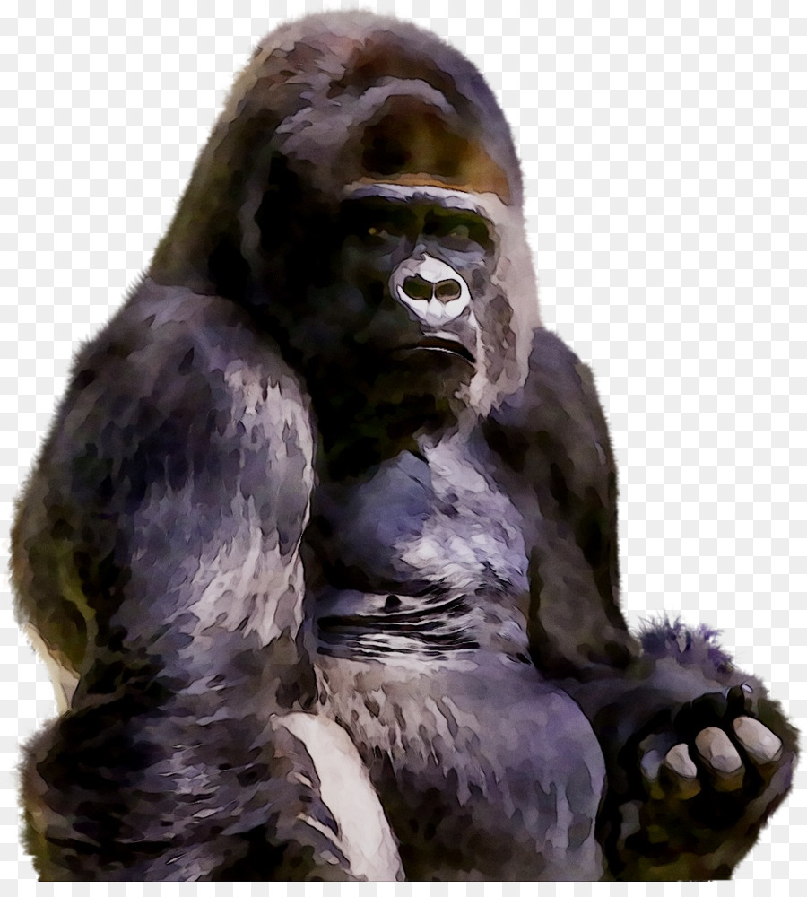 Gorila Ocidental，Chimpanzé PNG