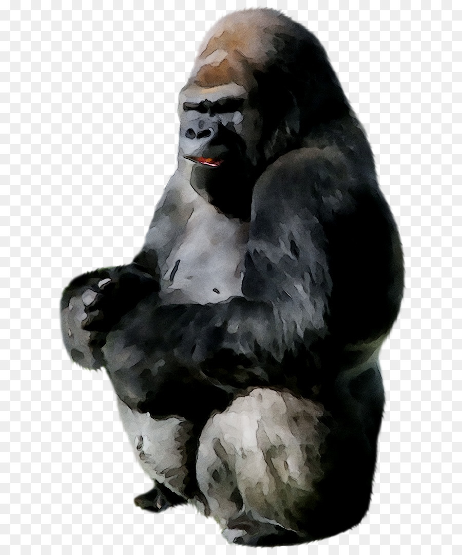 Ape，Gorila Ocidental PNG