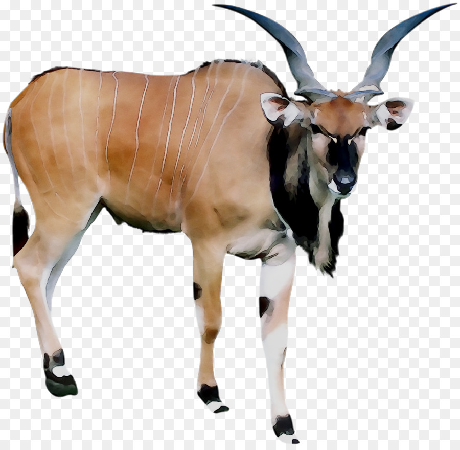 Antelope，Gado PNG