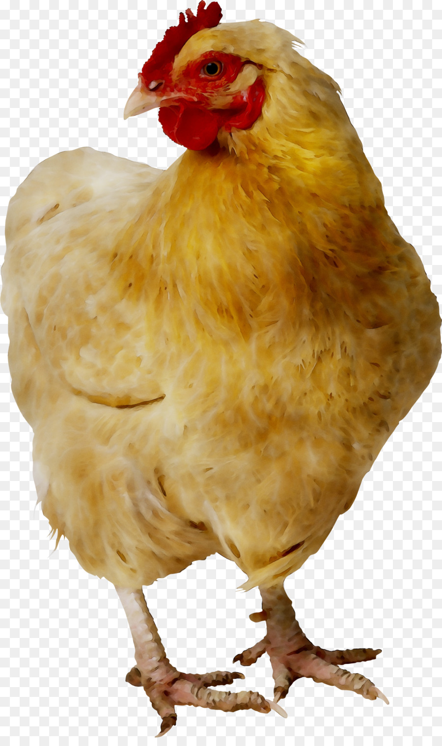 Frango Marrom，Galinha PNG