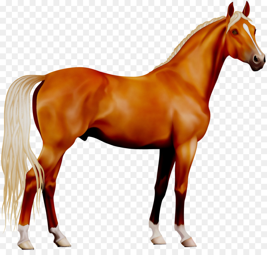 Cavalo，Equino PNG