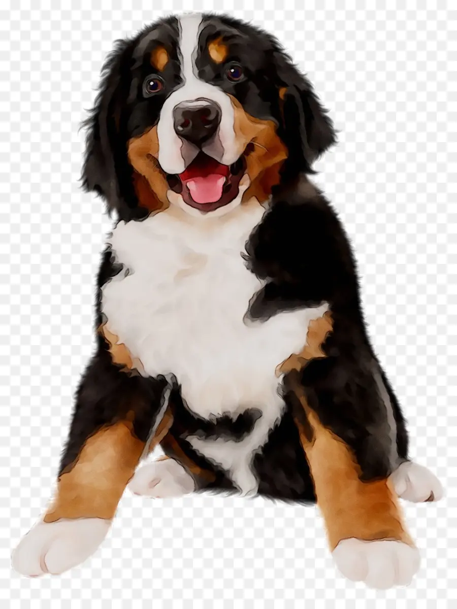 Bernese Mountain Dog，Raça Do Cão PNG