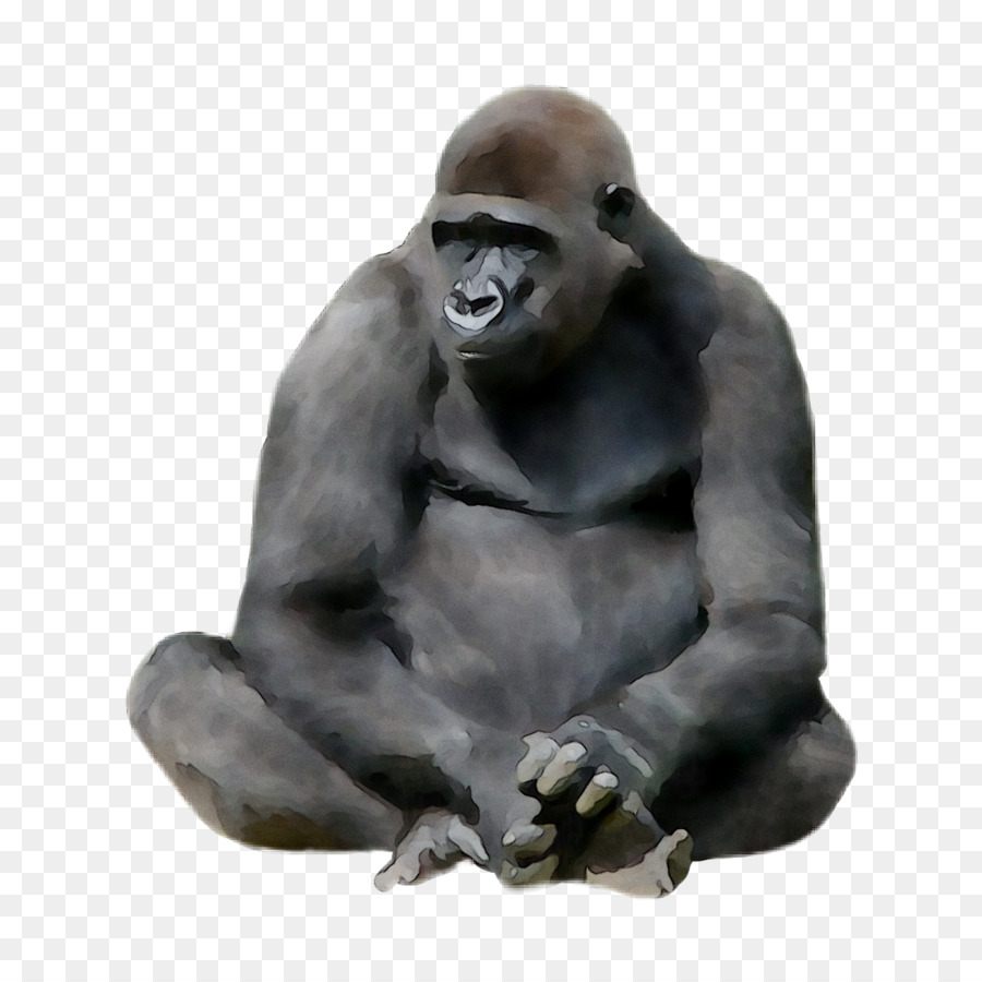 Gorila Ocidental，Macaco PNG