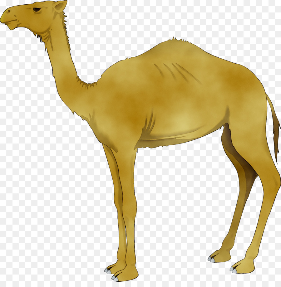 Camelo，Desenho PNG