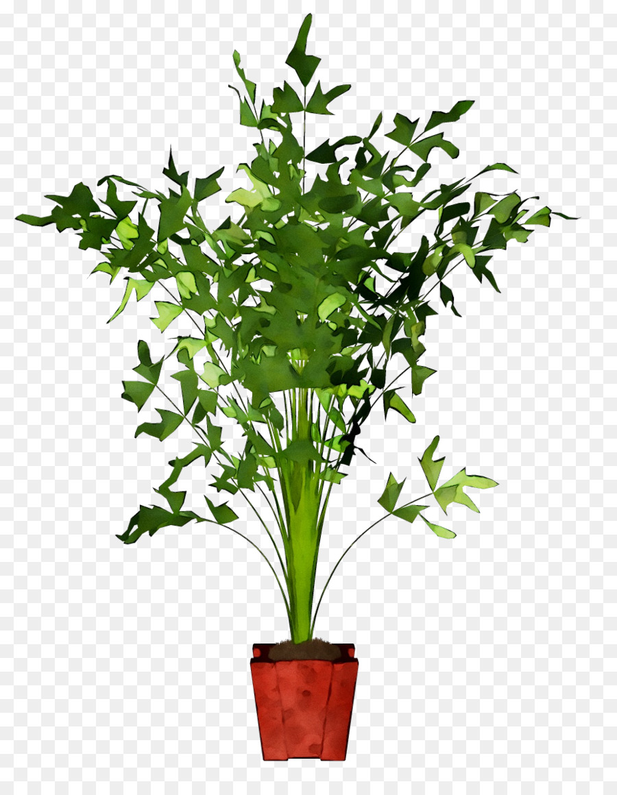 Caryota Mitis，Planta De Casa PNG