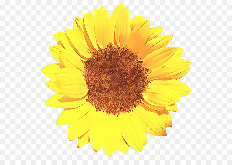 Girassol，Amarelo PNG